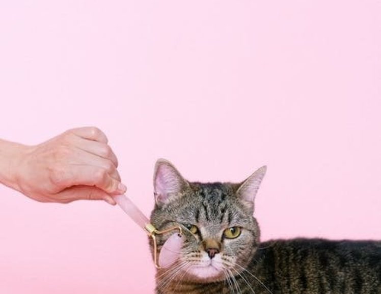 how to train your kitten not to bite-illusionst.com